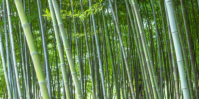 Indústria de bambu da China inicia uma nova jornada